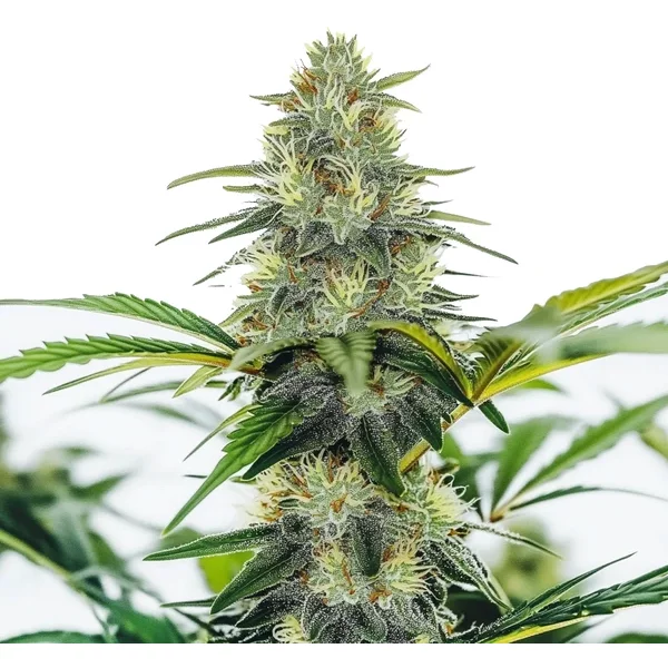AK x White Widow Auto - Seeds Pack: 9-samen