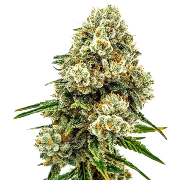 Acid Diesel - Seeds Pack: 9-samen
