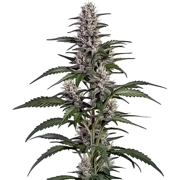 Afghan Auto - Seeds Pack: 1-samen