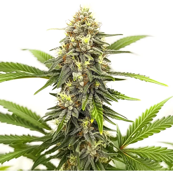 Afghan Hash Plant Regulär - Seeds Pack: 3-samen