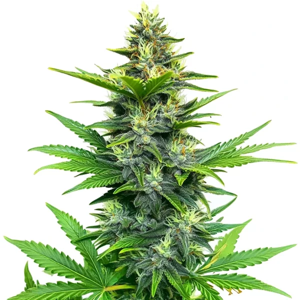 Alien Gorilla Glue Regulär - Seeds Pack: 9-samen