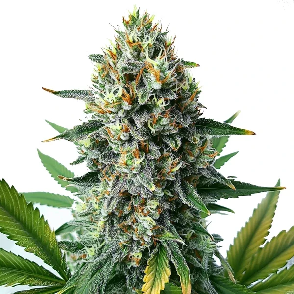 Alien OG Schnellversion - Seeds Pack: 3-samen