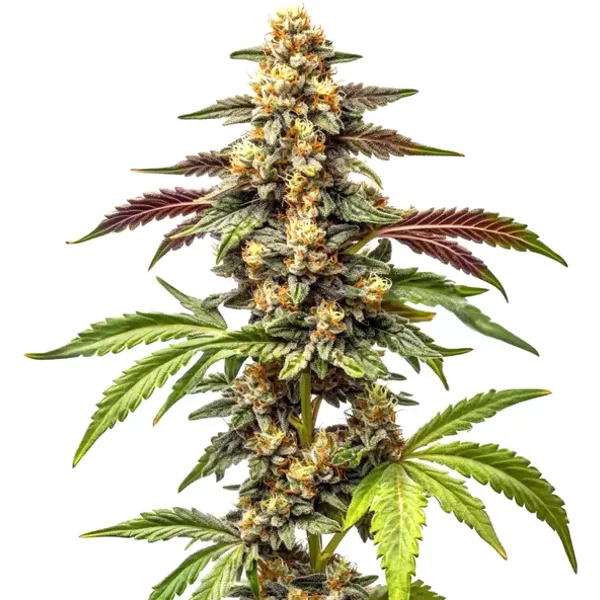 Wedding Crasher F1 - Seeds Pack: 25-samen
