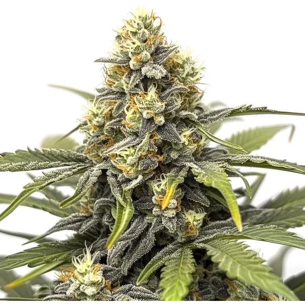Asian Dream - Seeds Pack: 9-samen