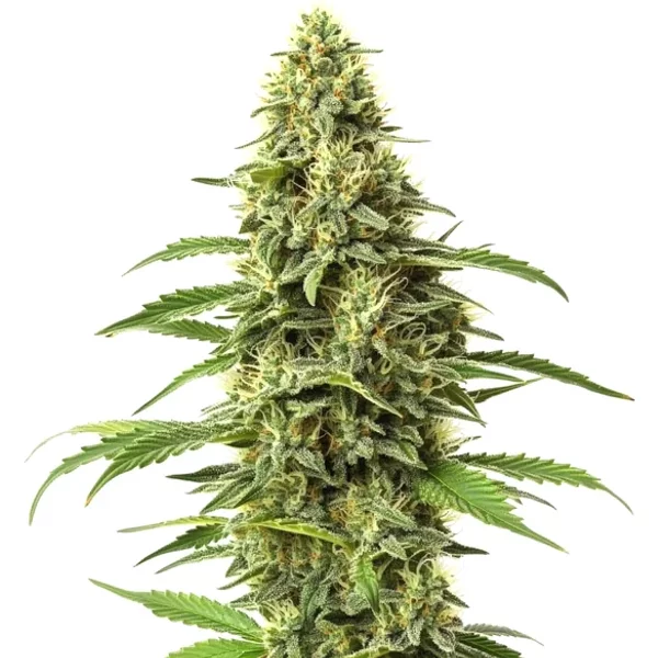 CBD Amnesia (1:1) - Seeds Pack: 3-samen