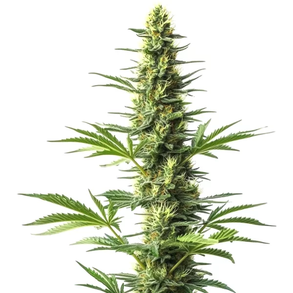 Amnesia Schnellversion CBD - Seeds Pack: 9-samen