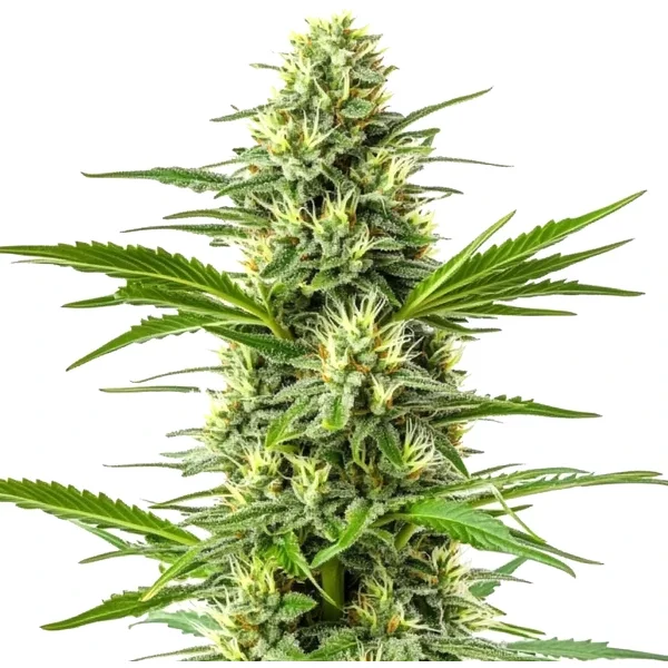 Amnesia Schnellversion - Seeds Pack: 9-samen