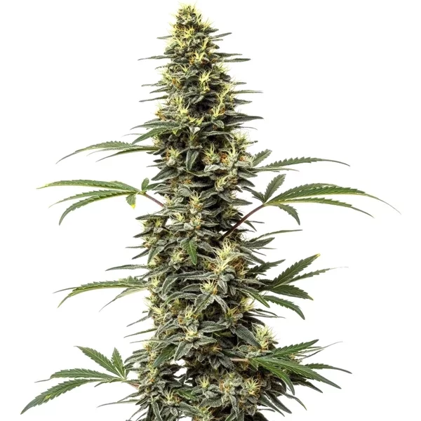 Amnesia Hypro - Seeds Pack: 9-samen