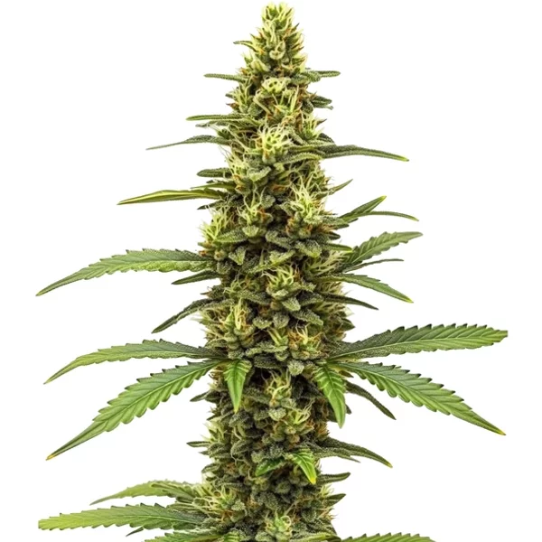 Amnesia Kush Regulär - Seeds Pack: 9-samen