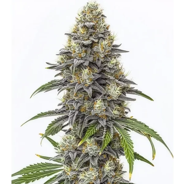 Amnesia Lemon Cake Boom Regulär - Seeds Pack: 9-samen