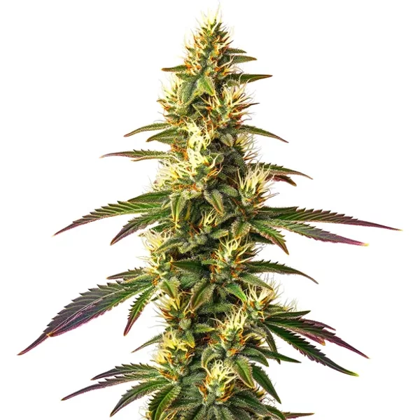 Amnesia Lemon Schnellversion - Seeds Pack: 9-samen