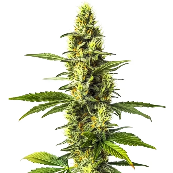 Amnesia Lemon - Seeds Pack: 9-samen
