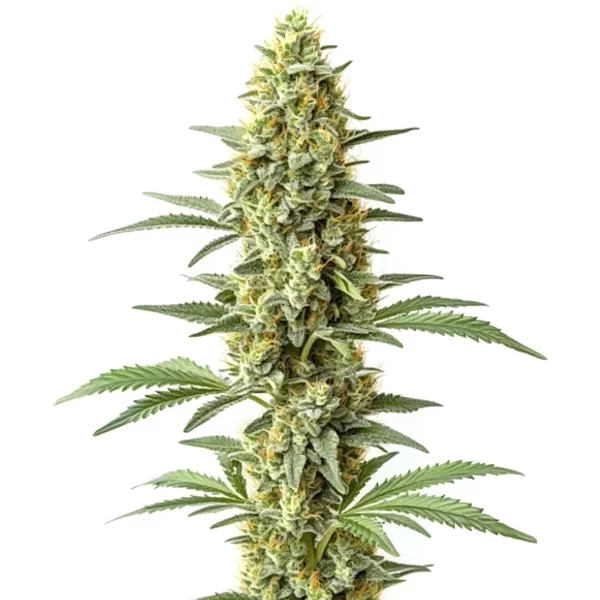 Amnesia x Kali Mist - Seeds Pack: 9-samen