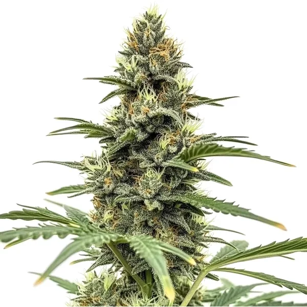 Amnesia x Nicole Kush - Seeds Pack: 9-samen