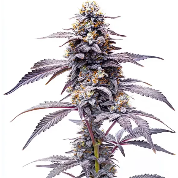 Animal Mints - Seeds Pack: 3-samen