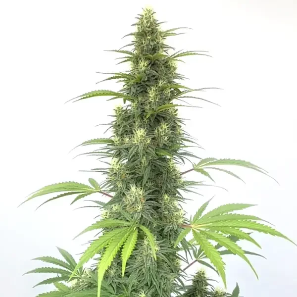 Auto CBD Cheese - Seeds Pack: 9-samen