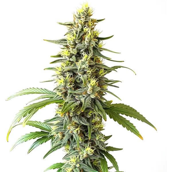 Auto CBD Haze (1:1) - Seeds Pack: 9-samen
