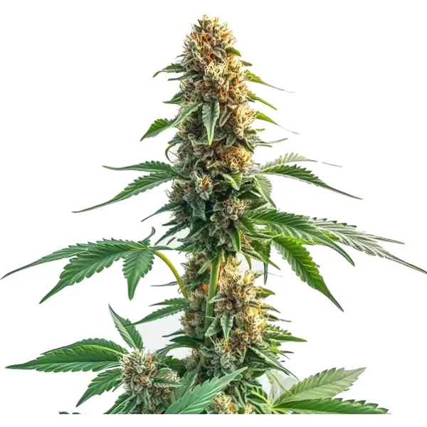 Auto CBD Kush - Seeds Pack: 25-samen