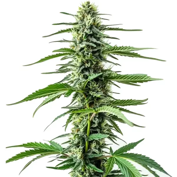 Auto CBD Northern Lights - Seeds Pack: 1-samen