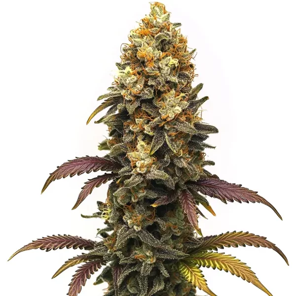 BC Diesel - Seeds Pack: 9-samen