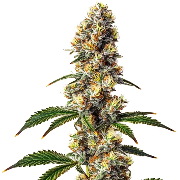 Badazz Cheese - Seeds Pack: 6-samen
