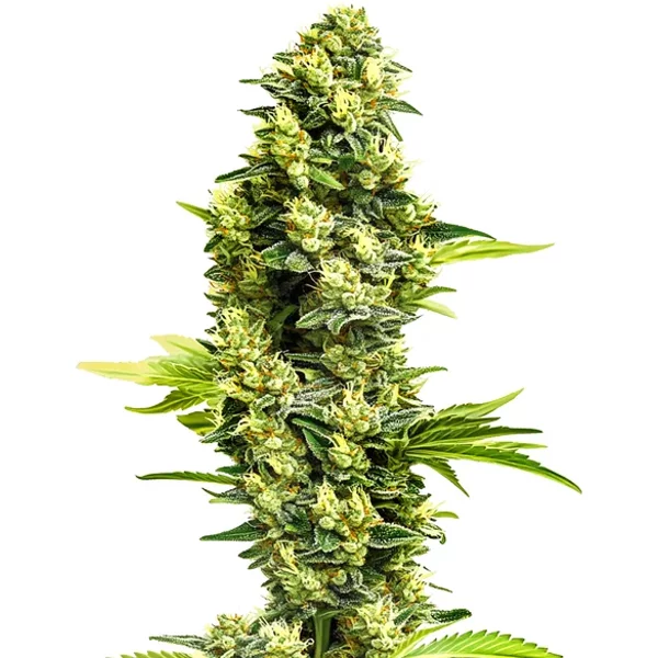 Banana Kush Regular - Seeds Pack: 9-samen