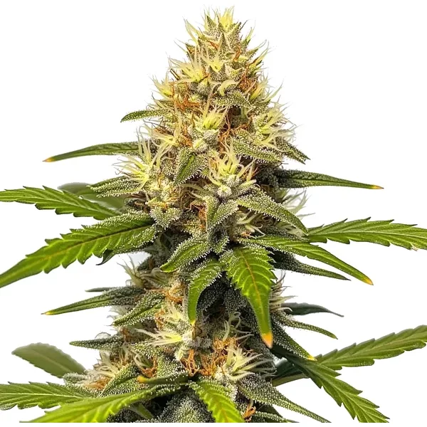 Banana Split - Seeds Pack: 9-samen