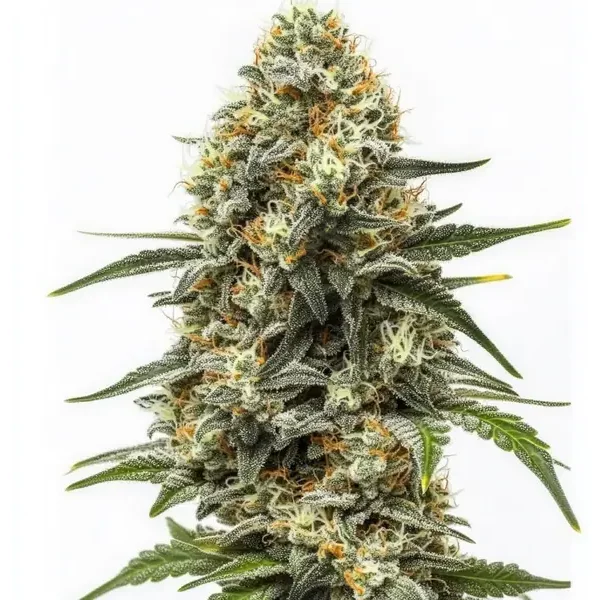 Big Bud Auto - Seeds Pack: 9-samen