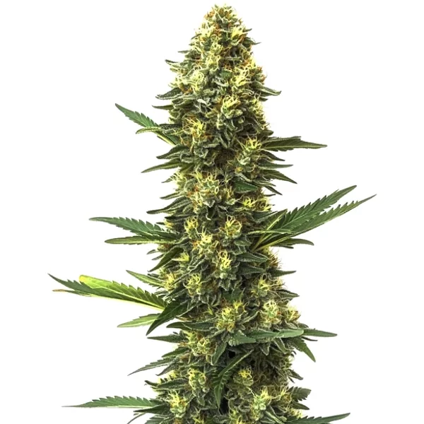 Big Bud Schnellversion - Seeds Pack: 3-samen