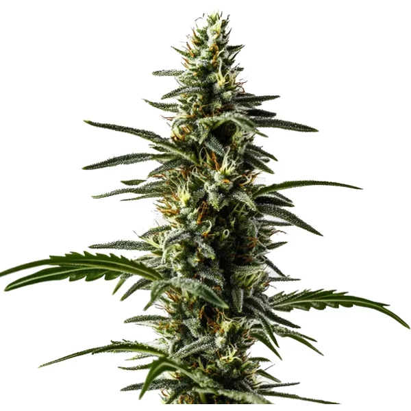 Big Devil Auto - Seeds Pack: 3-samen