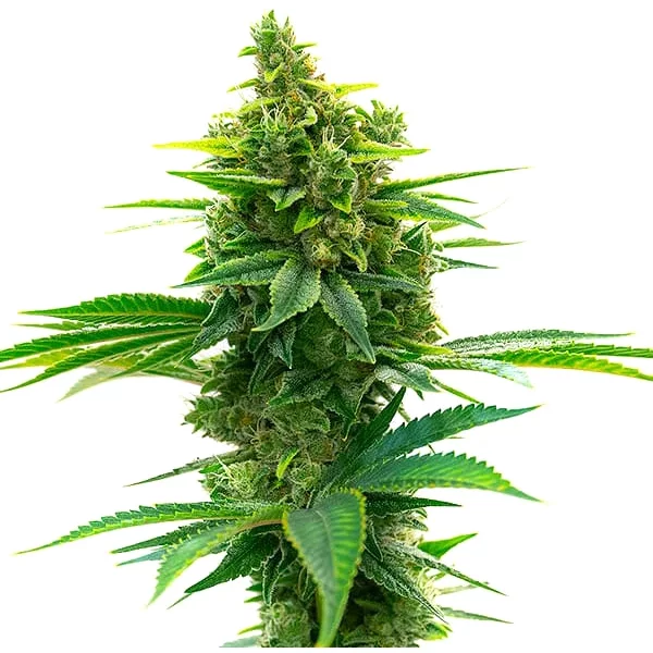 Big Jack Widow Auto - Seeds Pack: 3-samen