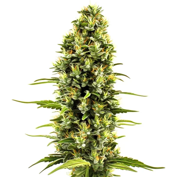 Birthday Cake - Seeds Pack: 9-samen