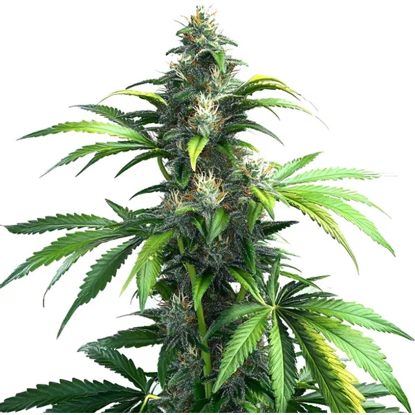 Black Demon OG - Seeds Pack: 3-samen