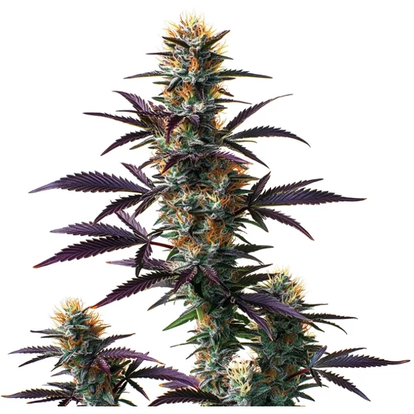 Black Domina Auto - Seeds Pack: 9-samen