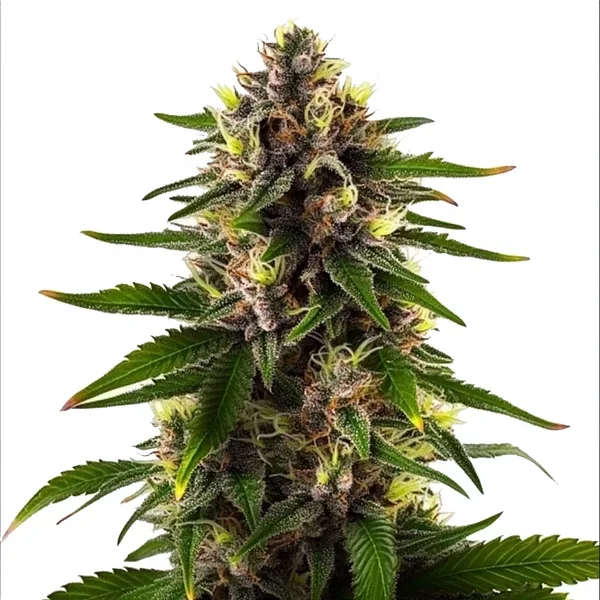 Black Dominia Schnellversion - Seeds Pack: 9-samen