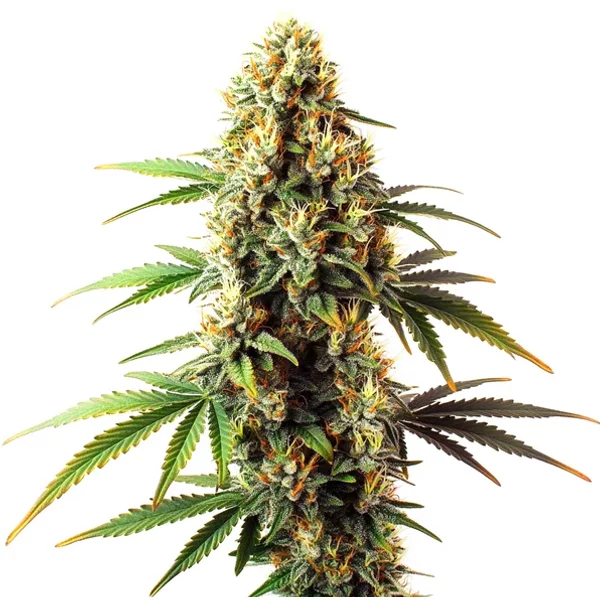 Black Domina Regulär - Seeds Pack: 9-samen