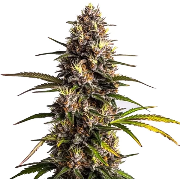 Black Domina x Banana Kush - Seeds Pack: 6-samen