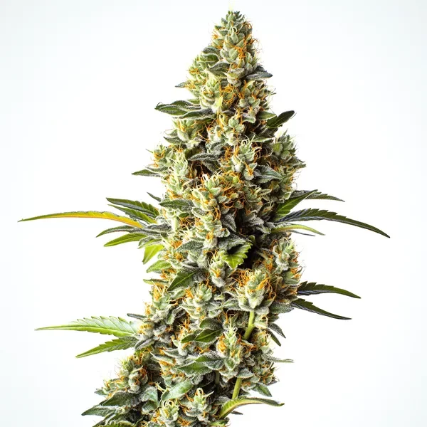 Black Domina x Scott's OG - Seeds Pack: 9-samen