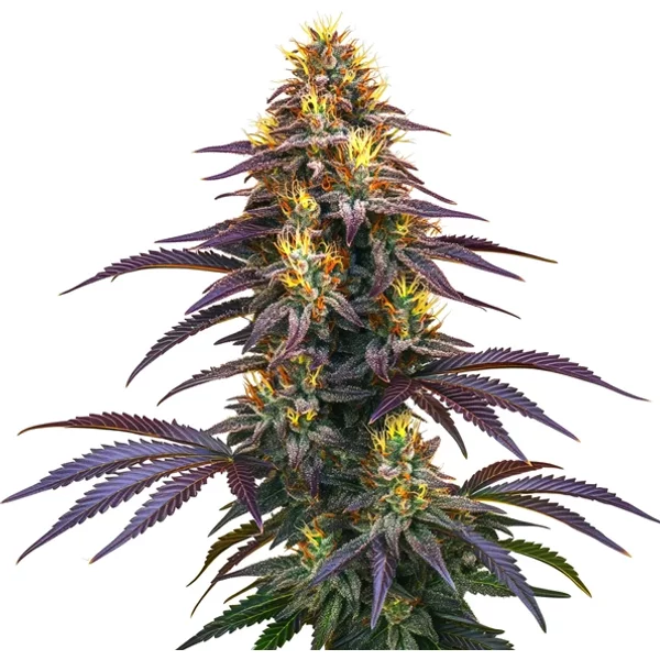 Black Domina - Seeds Pack: 9-samen