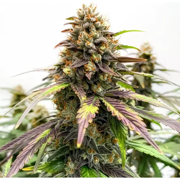 Black Water Purple OG Cheese - Seeds Pack: 6-samen