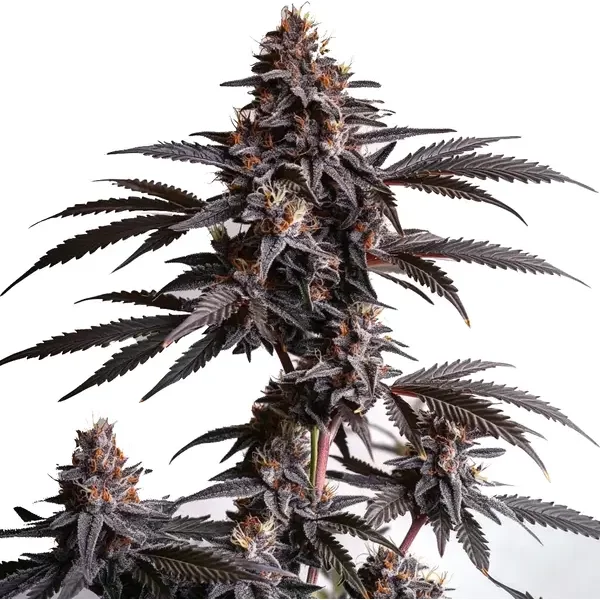 Blood Diamond OG - Seeds Pack: 9-samen