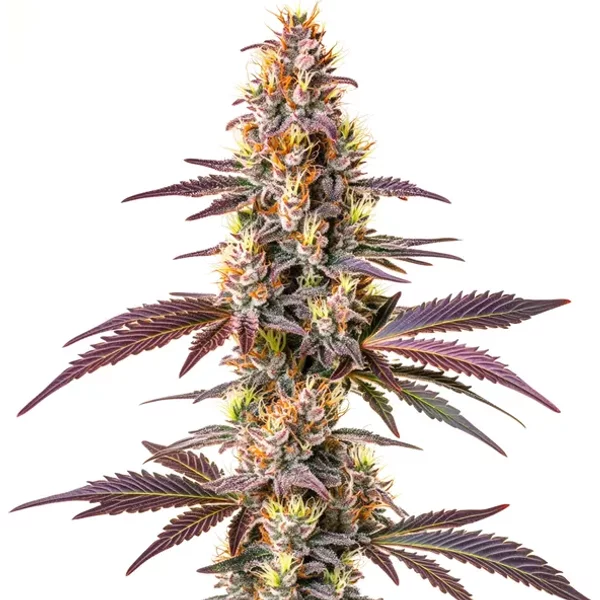 Blue Cookies Schnellversion - Seeds Pack: 25-samen