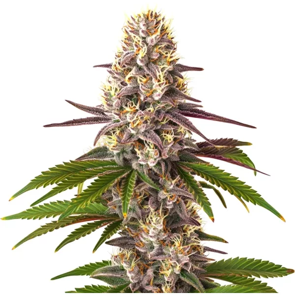 Blue OG Regulär - Seeds Pack: 3-samen