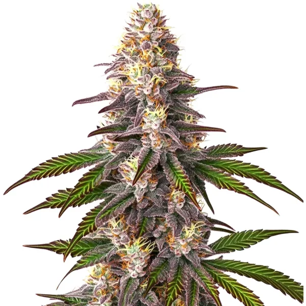 Blue OG - Seeds Pack: 3-samen
