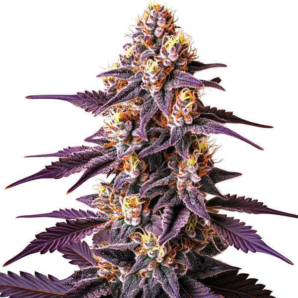 Blueberry x Big Devil Auto - Seeds Pack: 9-samen