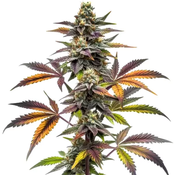Blueberry x OG Kush - Seeds Pack: 3-samen