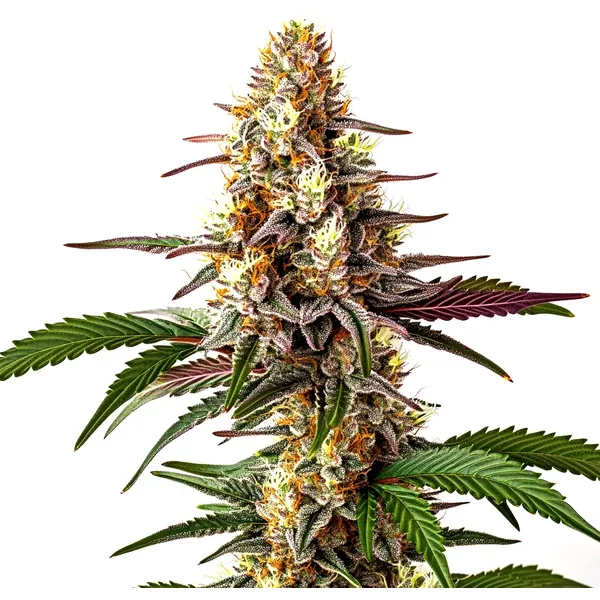 Blunicorn 5 - Seeds Pack: 3-samen