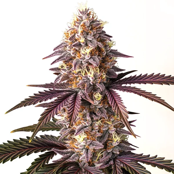 Bruce Banner x Grape - Seeds Pack: 3-samen
