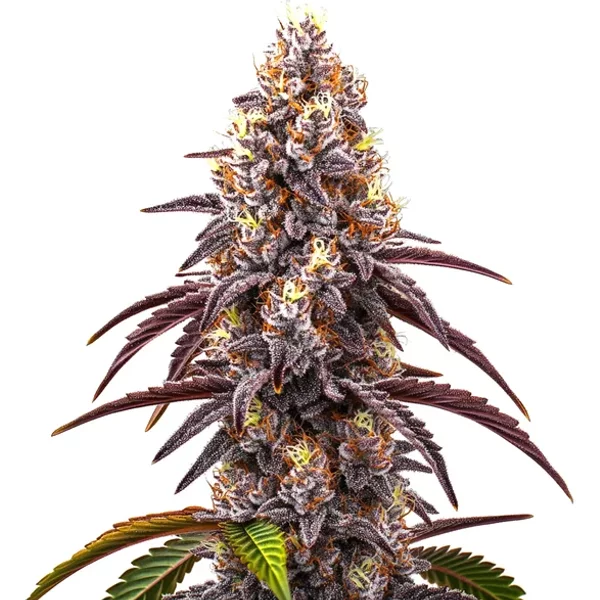 Bruce Banner x Grapefruit Regulär - Seeds Pack: 9-samen