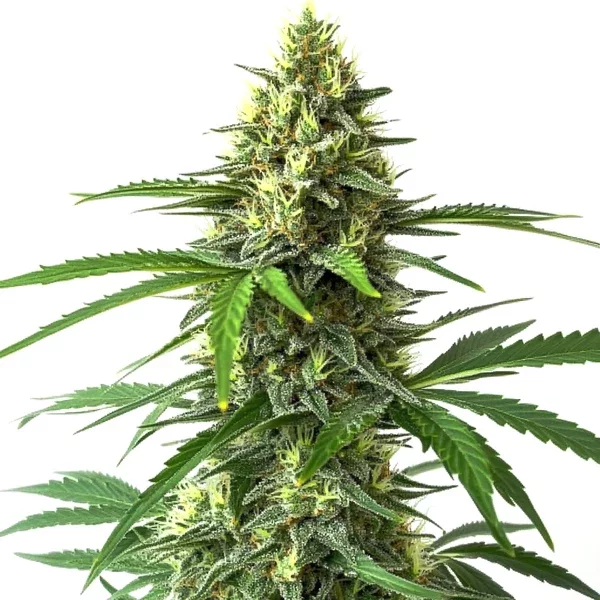 Bruce Banner x Kali Mist - Seeds Pack: 3-samen